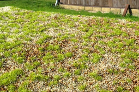 Model Scene - F531 - Steppe Grass Mat in Spring (18x28cm)