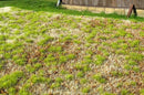 Model Scene - F531 - Steppe Grass Mat in Spring (18x28cm)