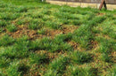 Model Scene - F532 - Steppe Grass Mat in Early Summer (18x28cm)