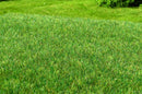 Model Scene - F012 - Dark Green Wetland Mat (18x28cm)
