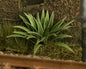 Model Scene - VG7-006 - Small Hart's Tongue Fern