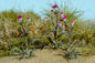 Model Scene - VG7-221 - Small Thistle