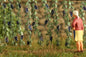 Model Scene - VG7-222 - Small Grapevine