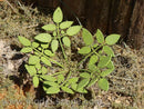 Model Scene - VG4-004 - Medium Low Weed I