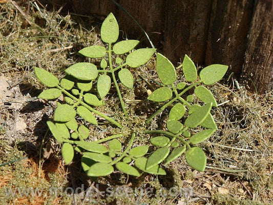Model Scene - VG4-004 - Medium Low Weed I