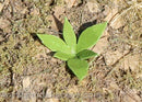 Model Scene - VG4-009 - Medium Low Weed II