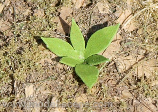 Model Scene - VG4-009 - Medium Low Weed II