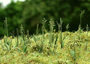 Model Scene - VG3-015 - Large Fescue