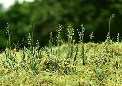 Model Scene - VG3-015 - Large Fescue