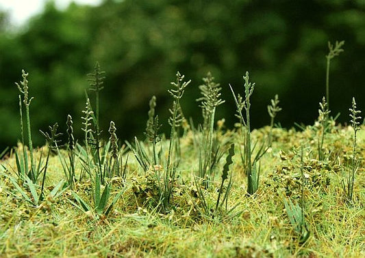 Model Scene - VG3-015 - Large Fescue