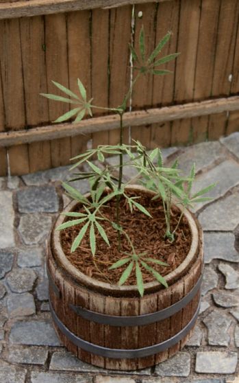 Model Scene - VG3-016 - Large Cannabis