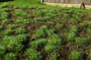 Model Scene - F600 - Dense Forest Base Mat (18x28cm)