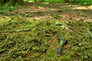 Model Scene - F601 - Forest Base Mat in Spring (18x28cm)