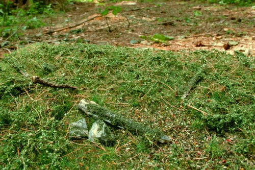 Model Scene - F602 - Forest Base Mat in Early Summer (18x28cm)
