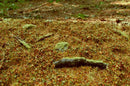 Model Scene - F603 - Forest Base Mat in Late Summer (18x28cm)