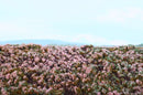Model Scene - F630 - Heathland Mat (18x28cm)
