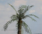 Model Scene - VG3-010 - Large Green Palm Leaves (Type I)