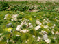 Model Scene - F732 - Large Stones in Early Summer Mat (18x28cm)