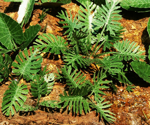 Model Scene - VG7-031 - Medium Jungle Plants Set 1