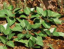 Model Scene - VG3-033 - Large Jungle Plants Set 3