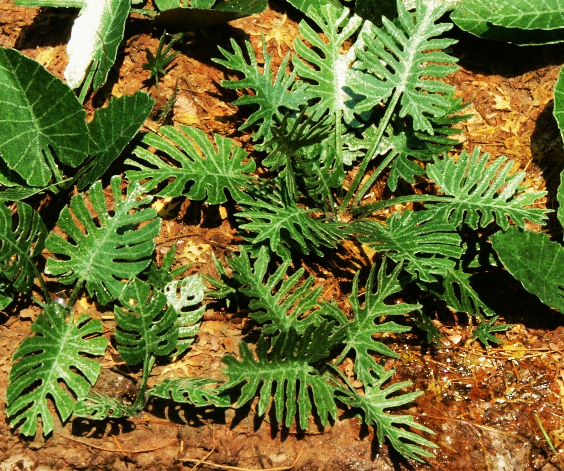 Model Scene - VG3-031 - Large Jungle Plants Set 1