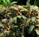 Model Scene - VG3-032 - Large Jungle Plants Set 2
