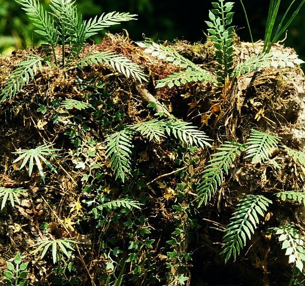 Model Scene - VG3-032 - Large Jungle Plants Set 2