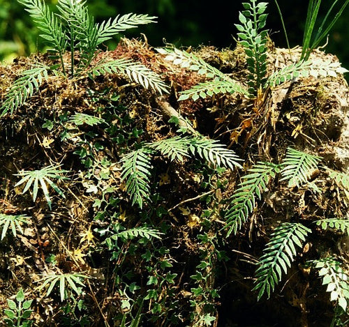 Model Scene - VG3-032 - Large Jungle Plants Set 2