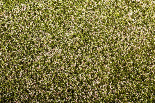 Model Scene - F430 - Blooming Clover Field Mat