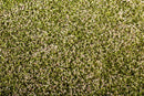 Model Scene - F430 - Blooming Clover Field Mat