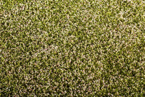 Model Scene - F430 - Blooming Clover Field Mat