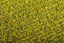 Model Scene - F450 - Rape Field Mat