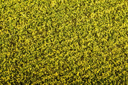 Model Scene - F450 - Rape Field Mat