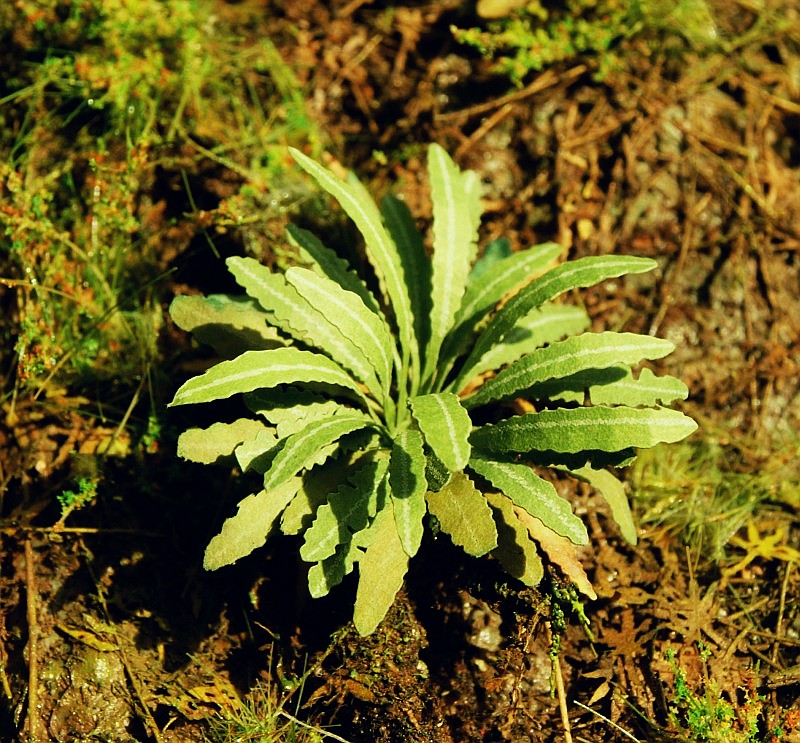 Model Scene - VG7-035 - Medium Asian Fern