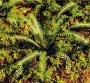 Model Scene - VG7-037 - Medium Tropical Fern
