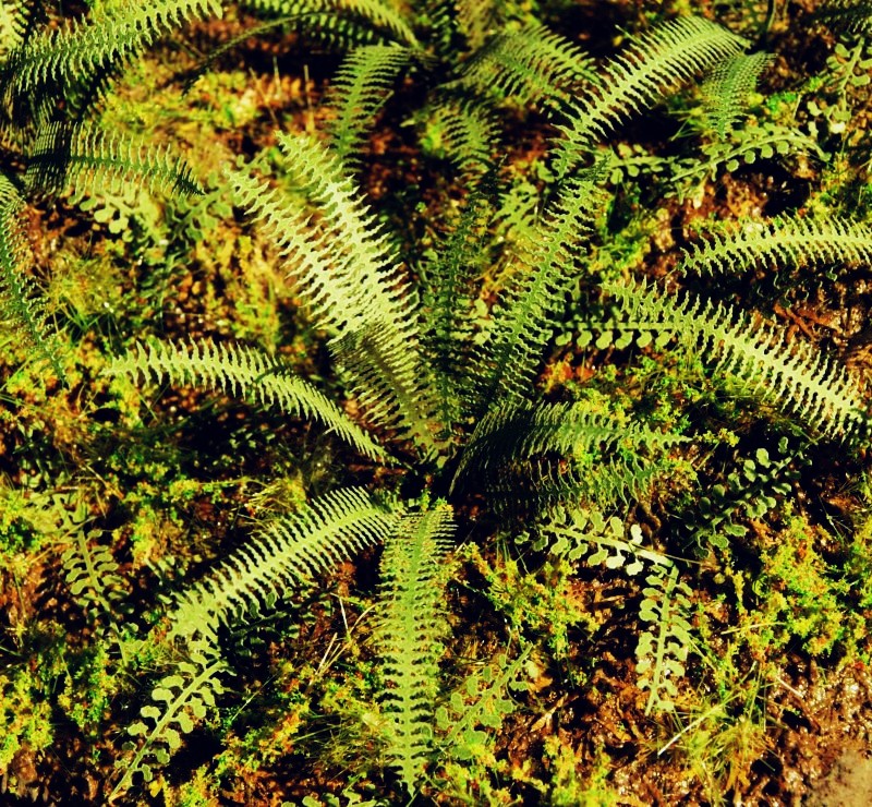 Model Scene - VG7-037 - Medium Tropical Fern