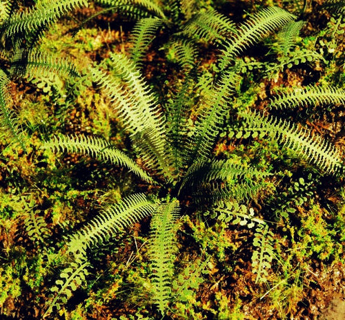 Model Scene - VG7-037 - Medium Tropical Fern