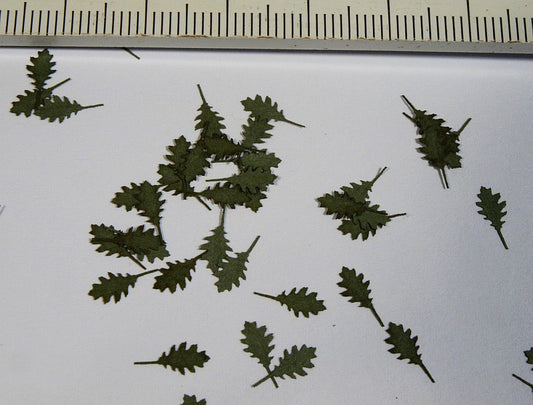 Model Scene - L3-006 - Large Green Northern Red Oak Leaves