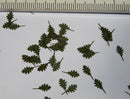 Model Scene - L3-006 - Large Green Northern Red Oak Leaves