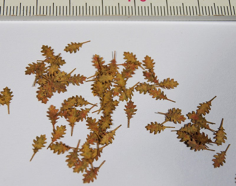 Model Scene - L3-206 - Large Dry Northern Red Oak Leaves