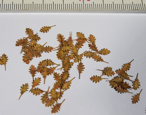 Model Scene - L3-206 - Large Dry Northern Red Oak Leaves
