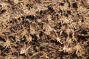 Model Scene - L3-309 - Large Tropical Leaves Mix