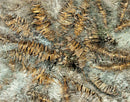 Model Scene - VG7-040 - Medium Dry Banana Leaves