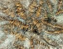 Model Scene - VG3-108 - Dry Banana Leaves