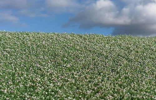 Model Scene - F460 - Blooming Poppy Field Mat