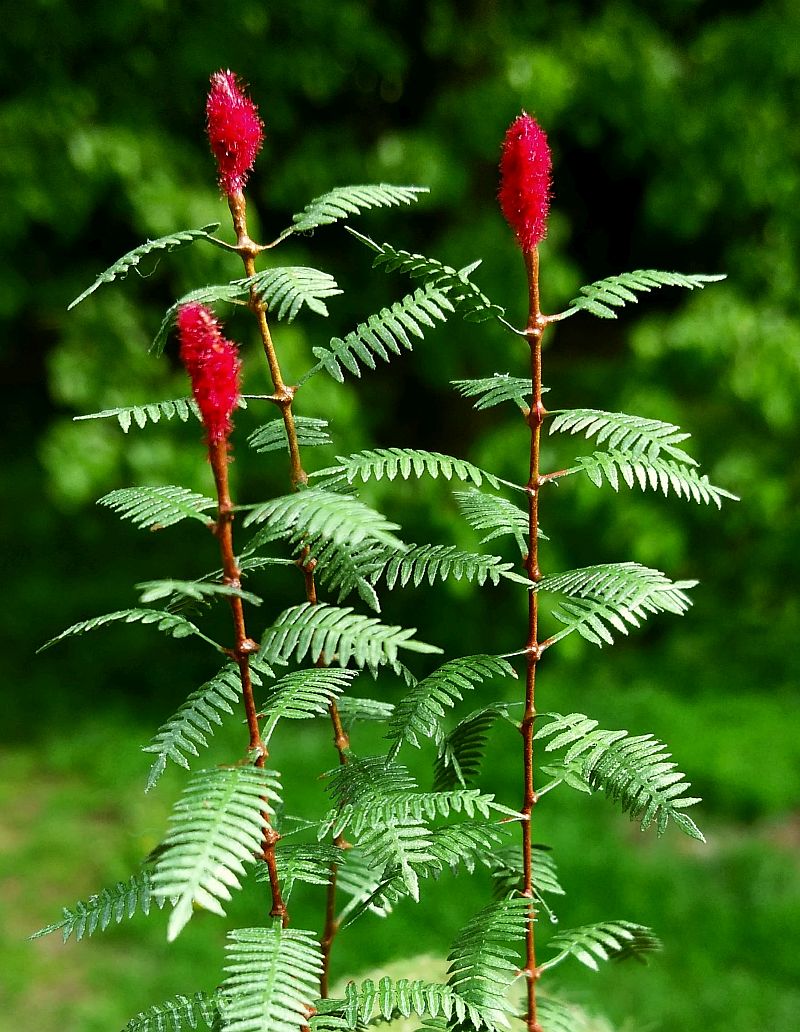 Model Scene - VG3-018 - Large Sumac