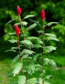 Model Scene - VG3-018 - Large Sumac