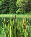 Model Scene - VG3-008 - Large Bulrush