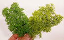 Model Scene - 701-01S - Fine Bushes in Spring