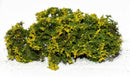 Model Scene - 701-92S - Yellow Flowering Shrubs